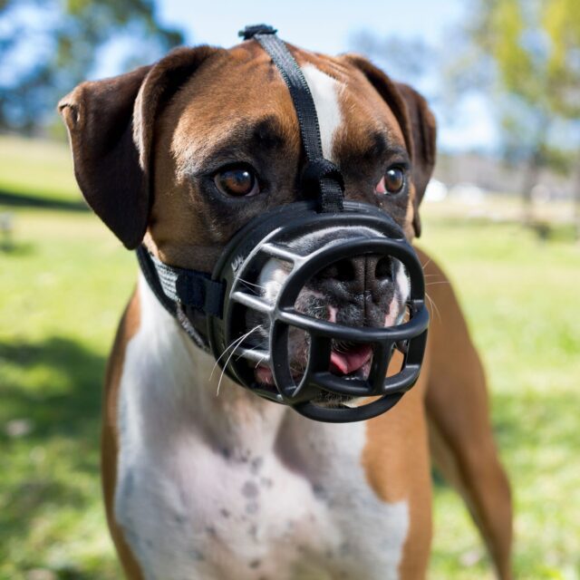 Baskerville Ultra Dog Muzzle