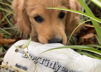 Compostable Dog Tidy Bags