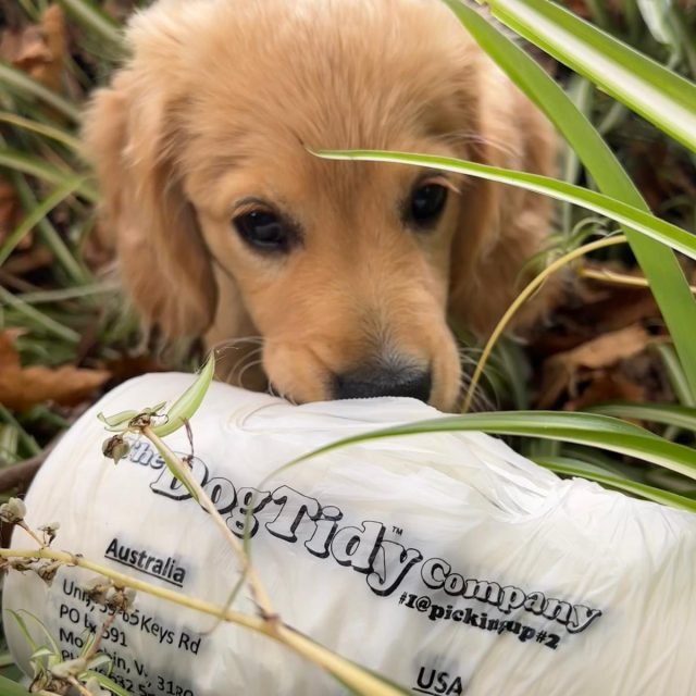 Compostable Dog Tidy Bags