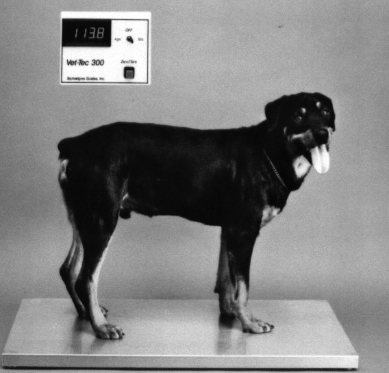 Veterinary Scale